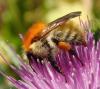 Bombus humilis